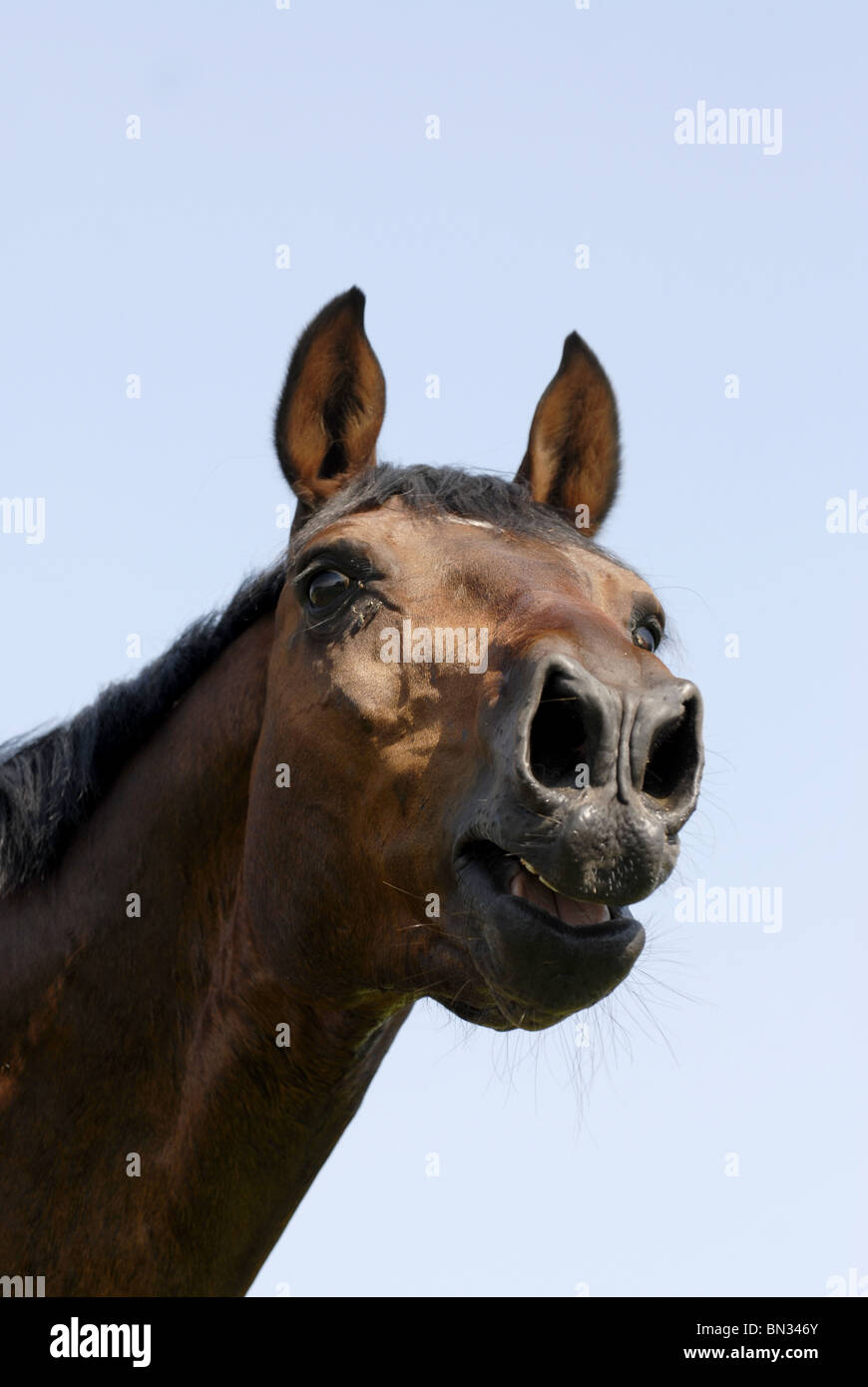 whinny horse Stock Photo
