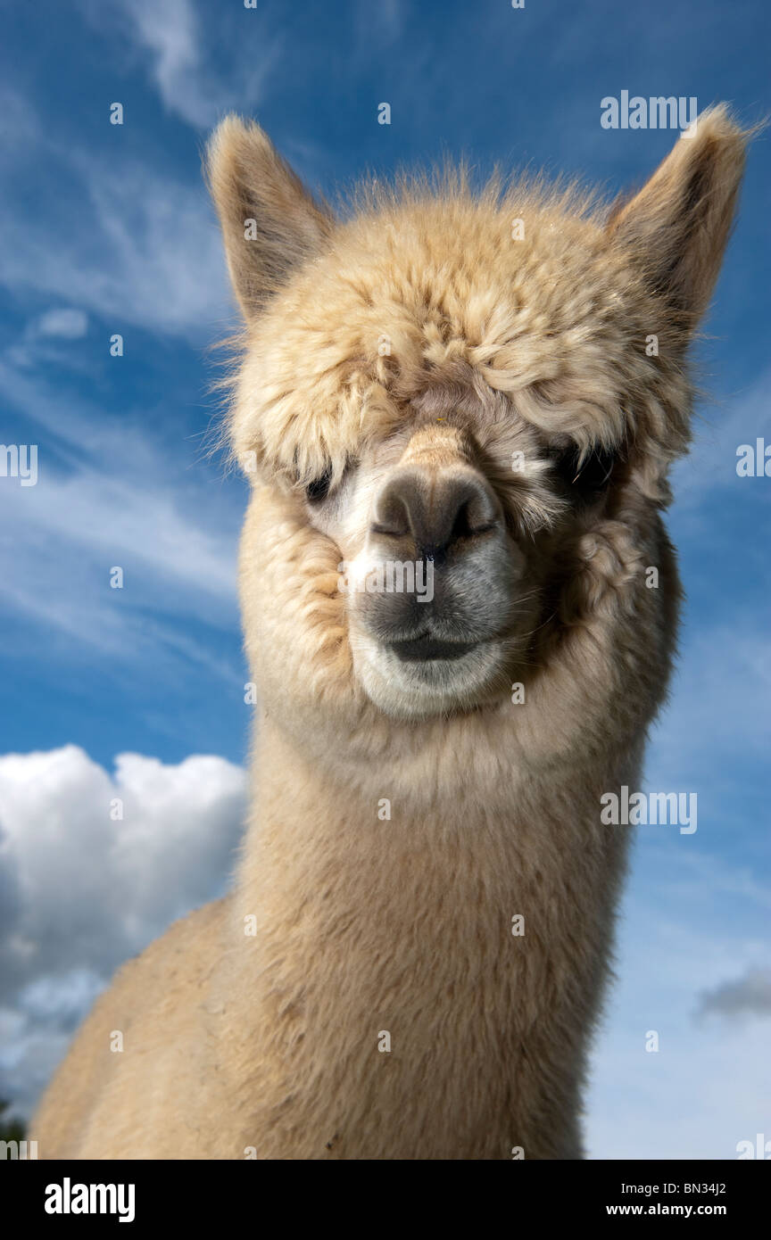 Yearling Alpacas outside in early summer. Stock Photo