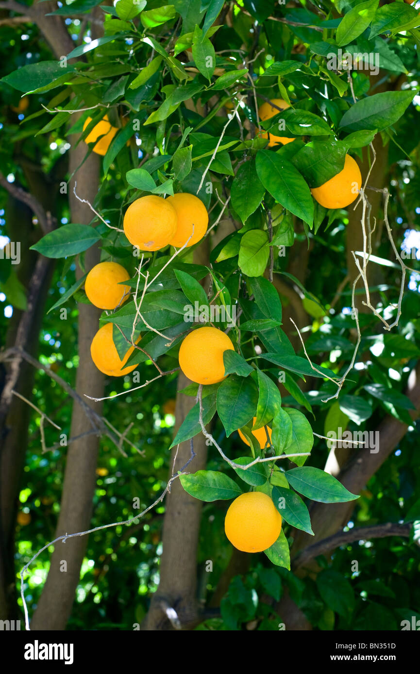 A group of ripe oranges hanging from the branches of an orange tree ...