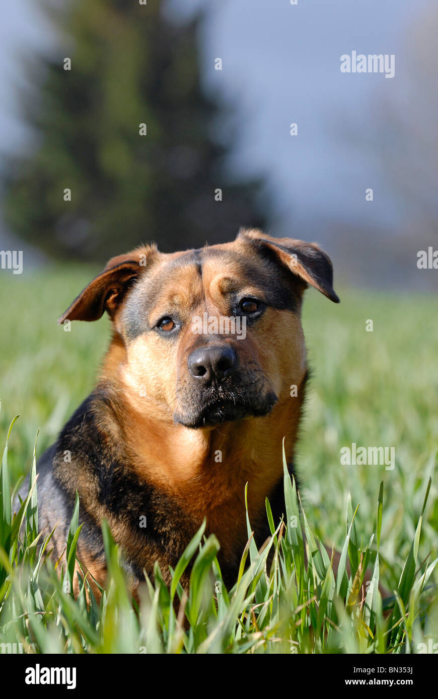 Rottweiler Mastiff Mix Puppies