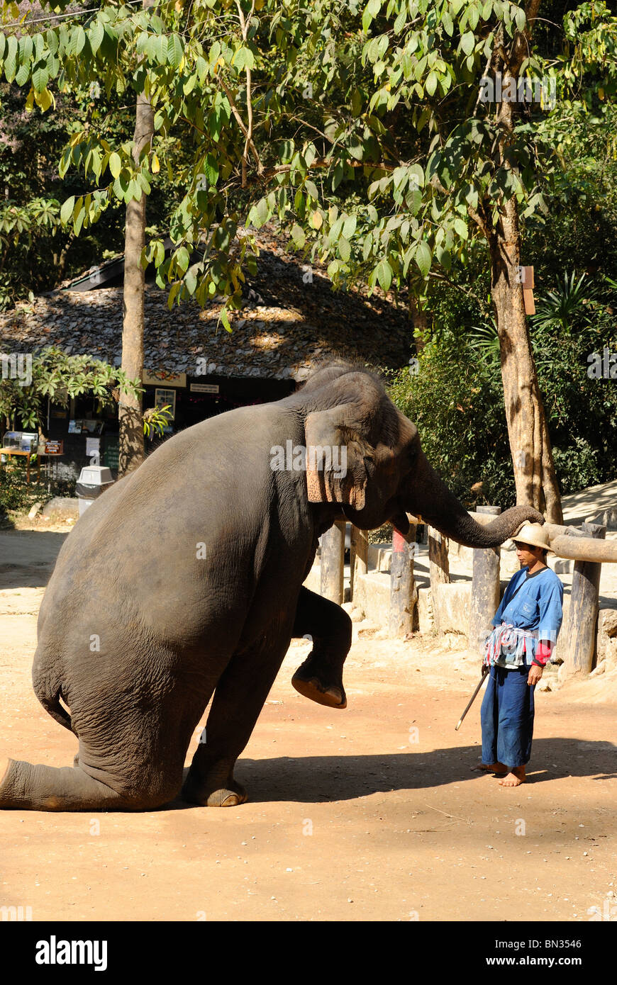 Elephant at the Maesa camp, Chiang Mai, Thailand, Southeast Asia Stock Photo