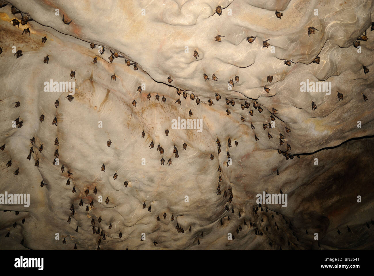 Vampire bats hanging on a cave ceiling in Khao Sok National Park