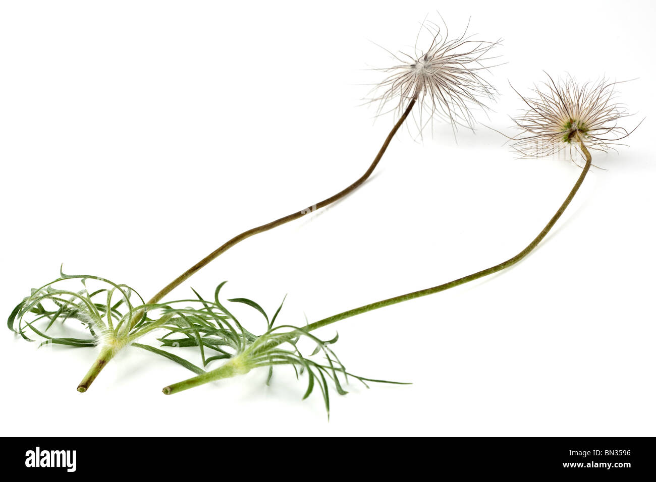 Pulsatilla vulgaris seed heads and flower stems Stock Photo Alamy