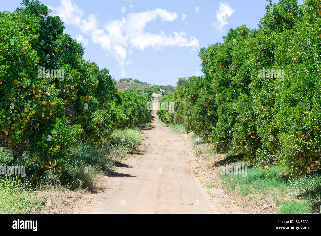 Orange Grove High Resolution Stock Photography and Images Alamy