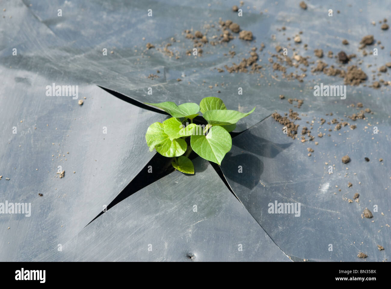 Grow potatoes under polythene hires stock photography and images Alamy