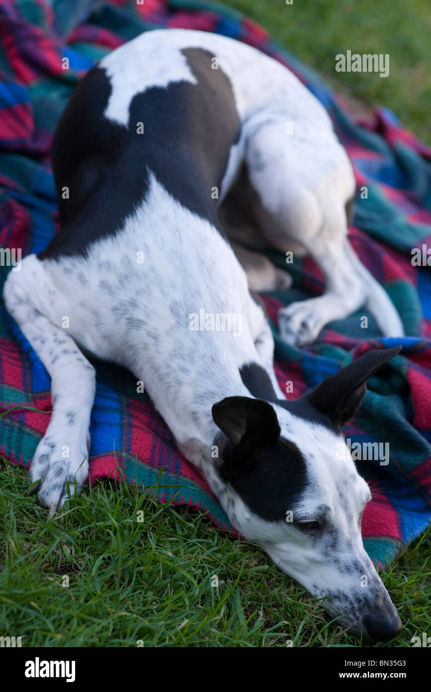 Black And White Whippet Dog In The Garden Bathing In The Sun On A