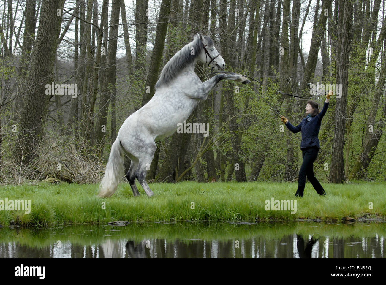 Rearing andalusian horse hi-res stock photography and images - Alamy