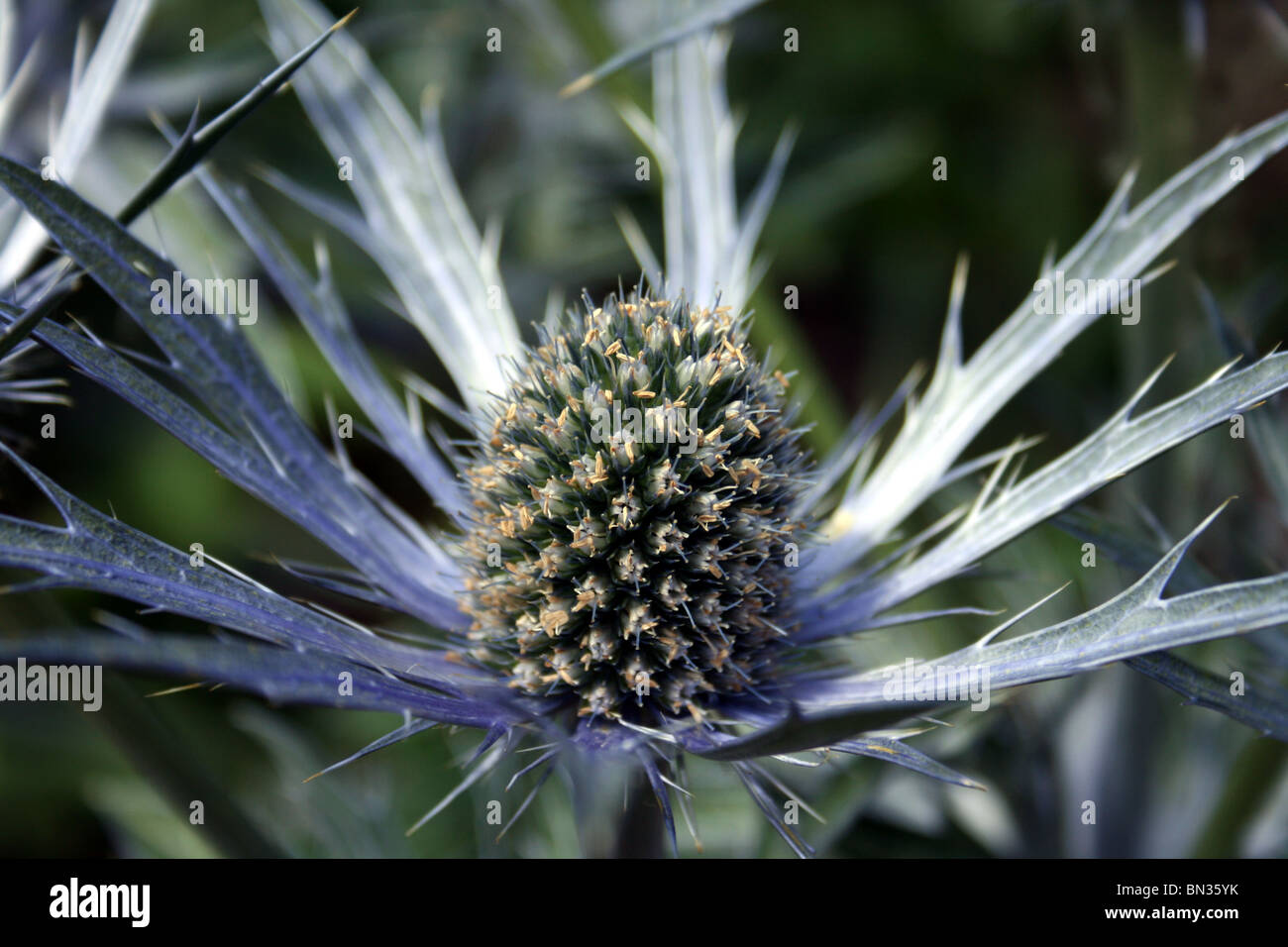 Eryngium zabelii Jos Eijking Stock Photo Alamy