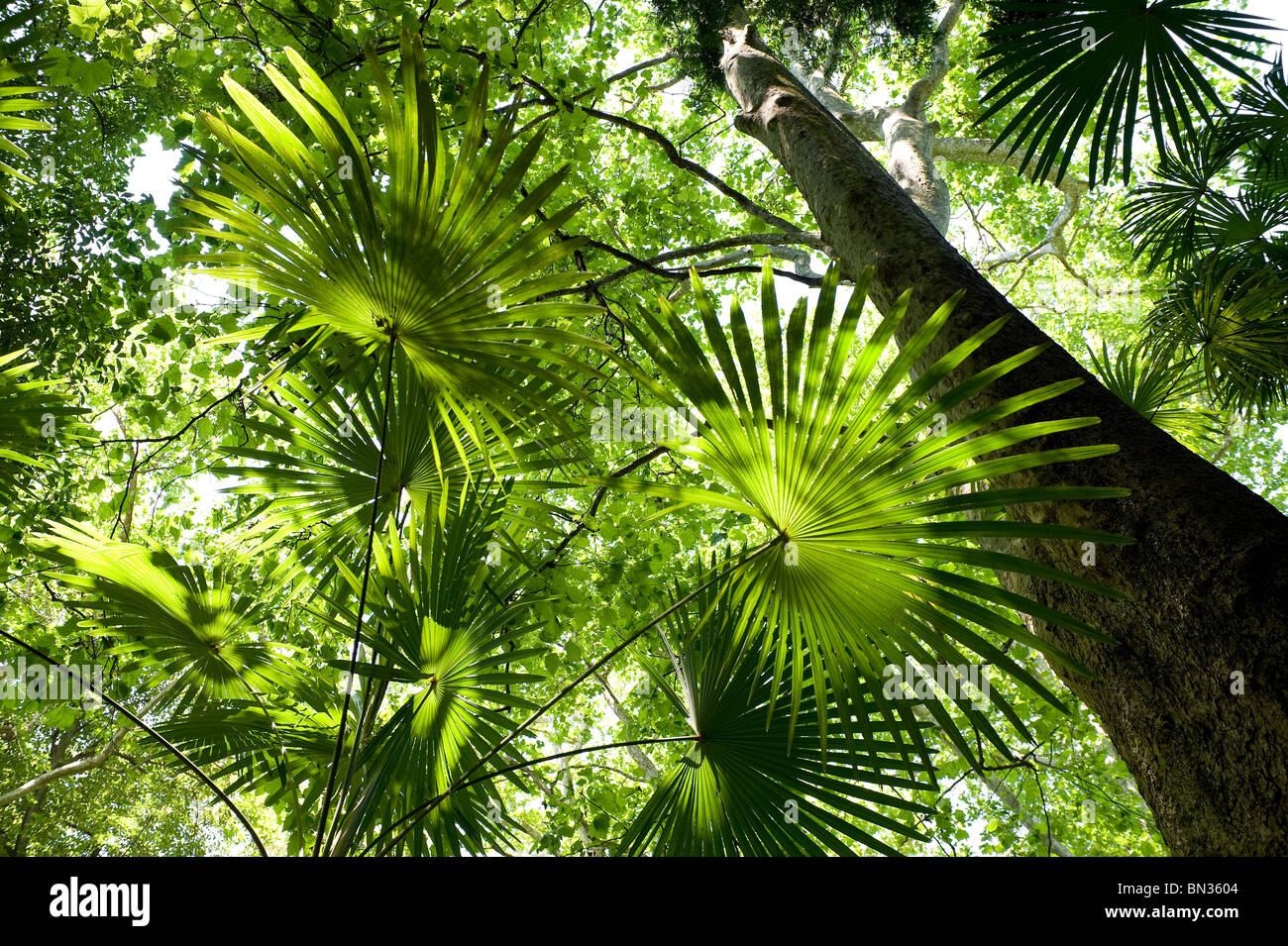 Canopy of palm leaves hi-res stock photography and images - Alamy