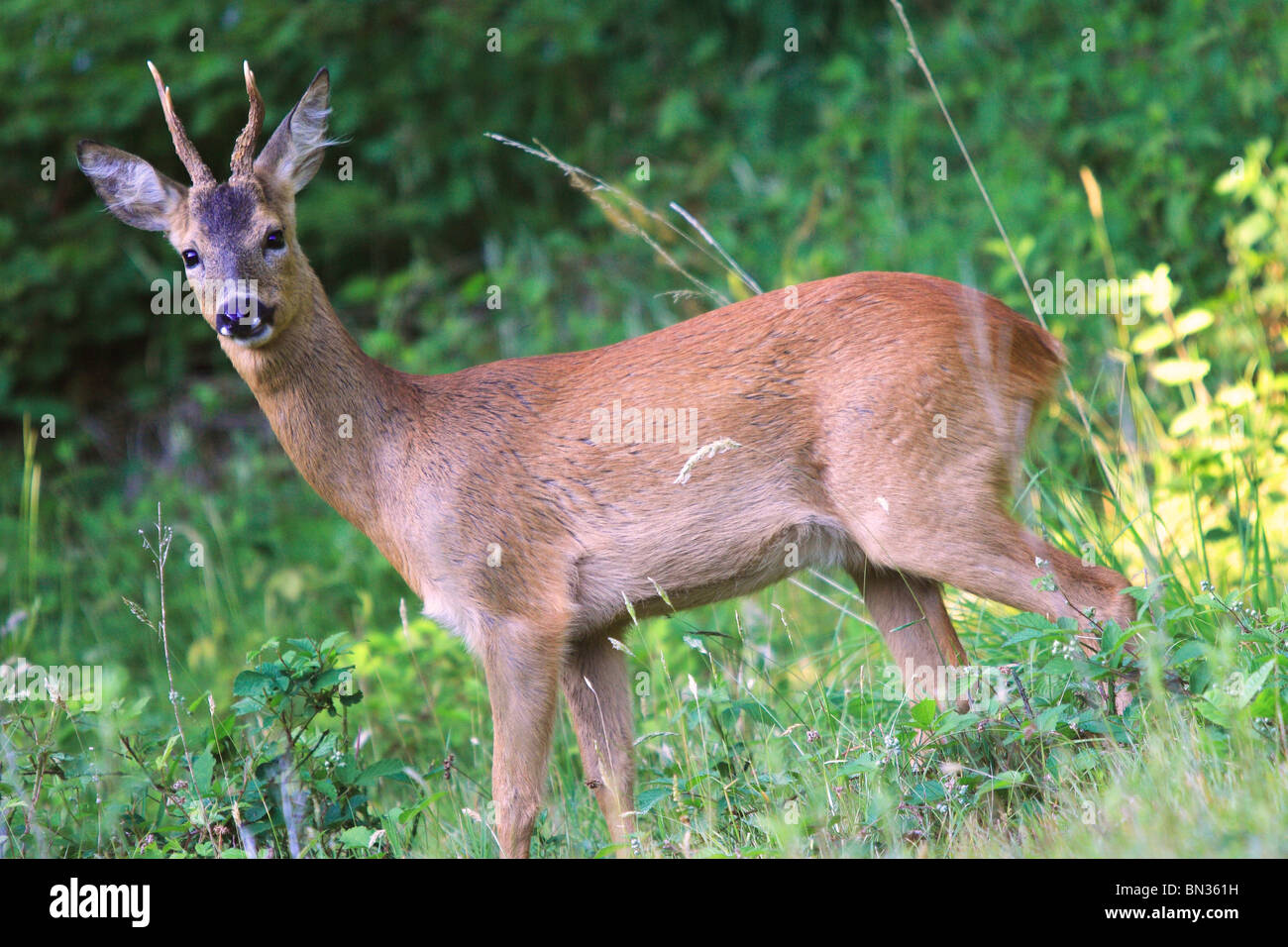 Roe Deer Buck (Capreolus capreolus). Dorset, England. Stock Photo