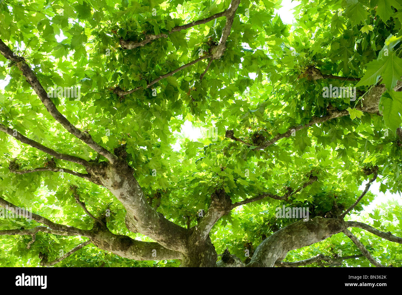 plane tree canopy of green leaves Stock Photo