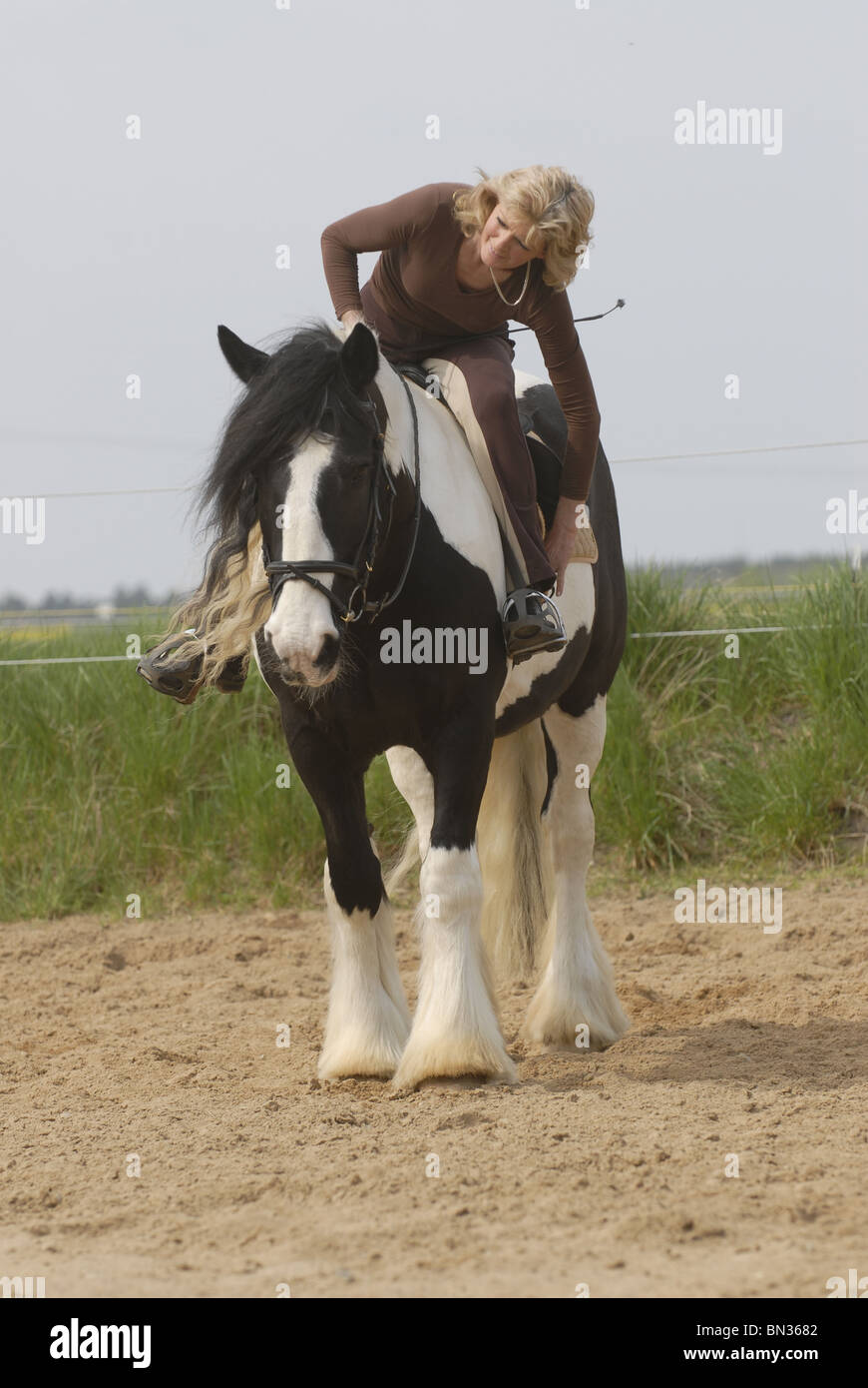 Tightening girth horse hires stock photography and images Alamy