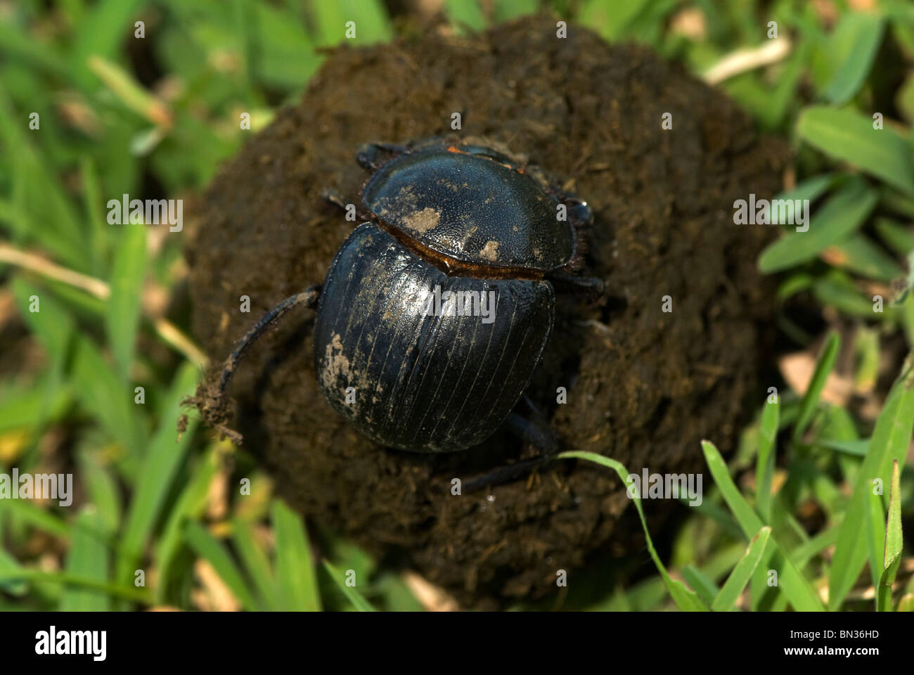 Dung beetle photographed in Tanzania, Africa, on the Serengeti Plains, Dung beetle rolling a ball of dung Stock Photo