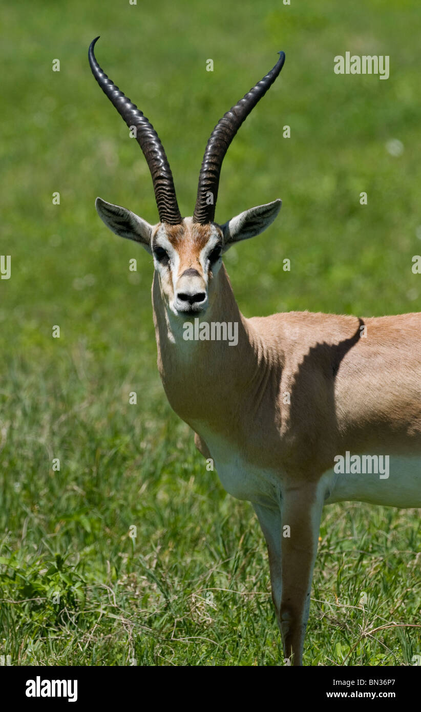Grant's gazelle, photographed in Serengeti National Park, Tanzania, Africa Stock Photo