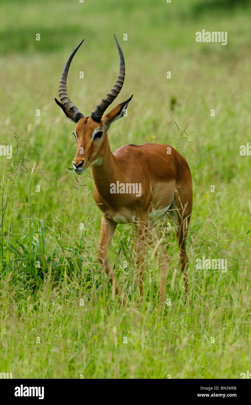 Impala, photographed in Serengeti National Park, Tanzania, Africa Stock Photo