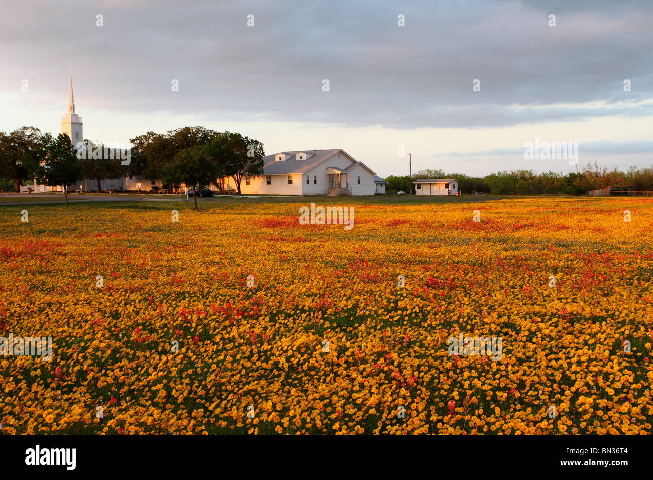 Texas wild flowers Stock Photo - Alamy