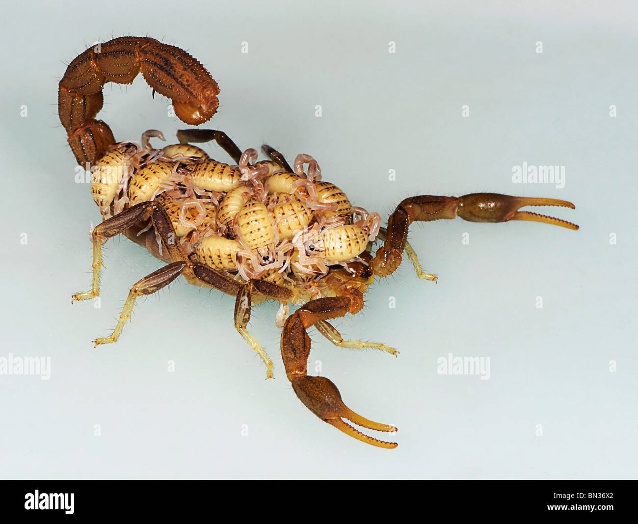Hottentota scorpion, photographed in Tanzania, Africa carrying its young on its back, a feature of its maternal behavior. Stock Photo