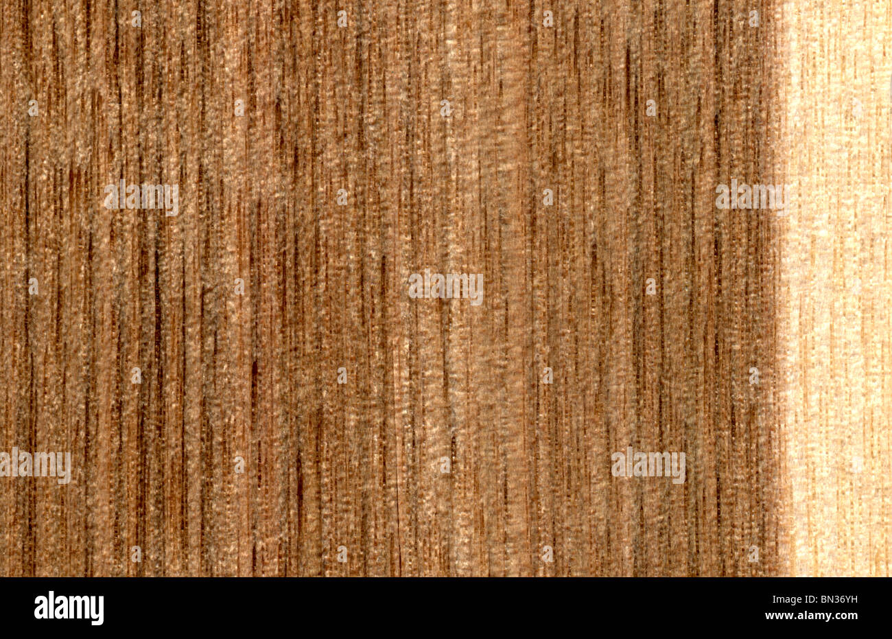 Butternut wood grain showing light sapwood and darker heartwood.  North America.  Juglans cinerea Stock Photo