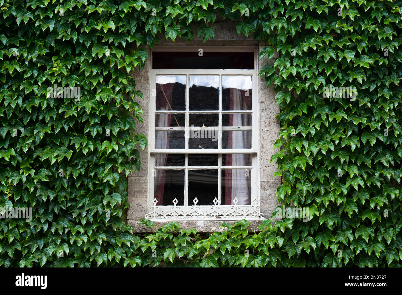 Parthenocissus tricuspidata. Boston ivy / Japanese creeper covering the wall of a house surrounding an old wooden sash window. Cotswolds, UK. Stock Photo