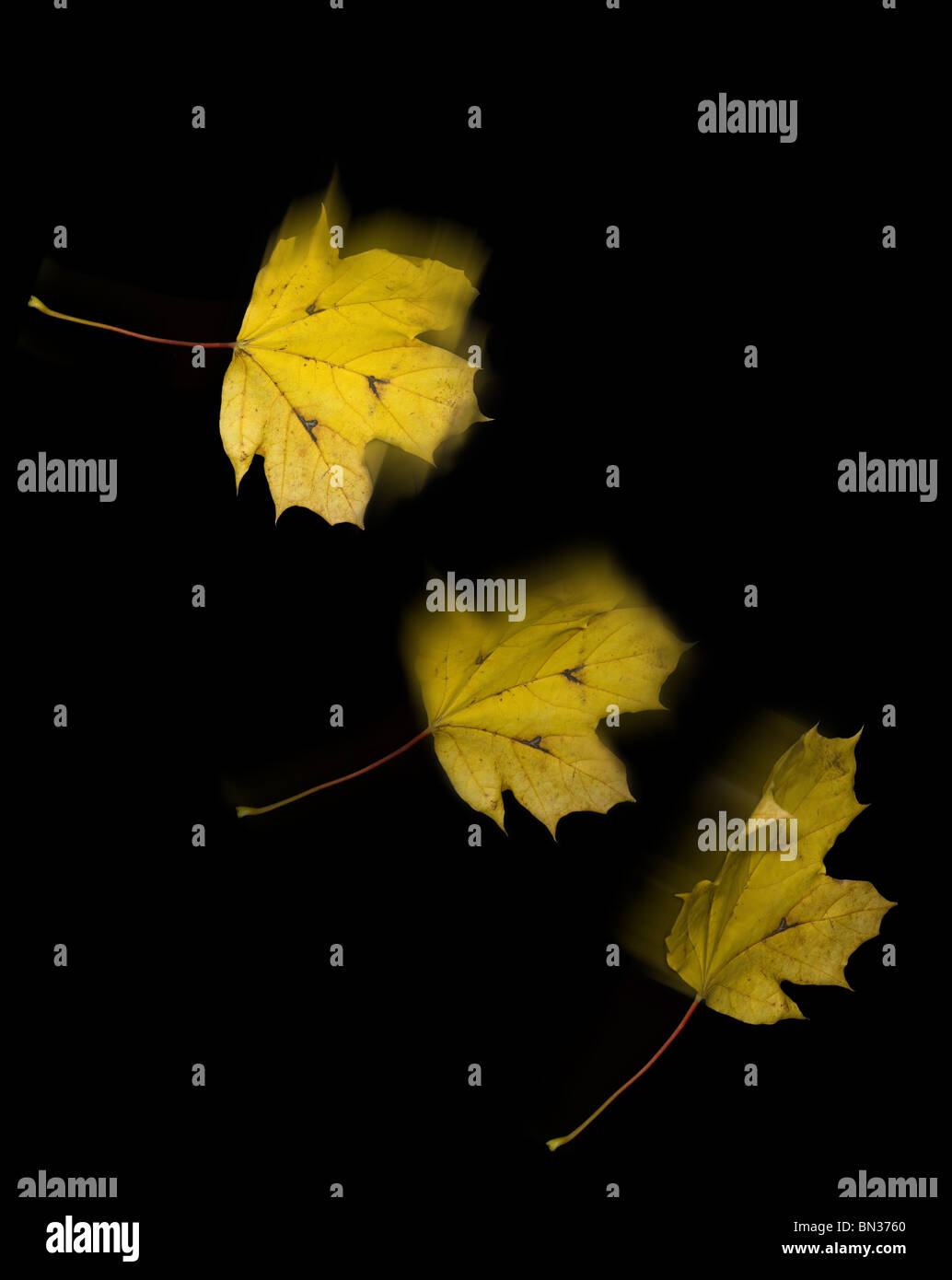 yellow maple leaves falling against a black background Stock Photo