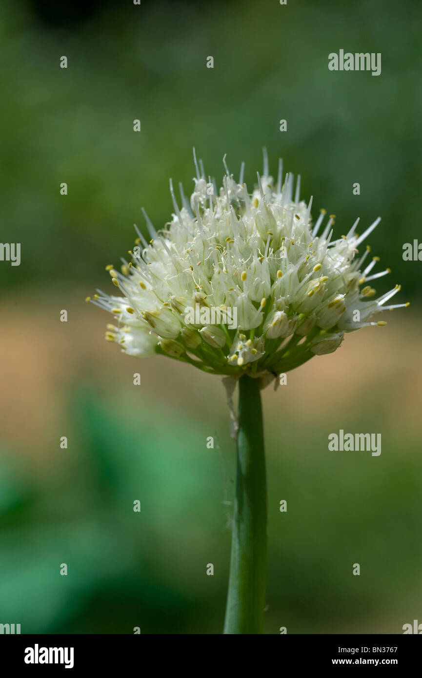 Allium cepa flower hi-res stock photography and images - Alamy