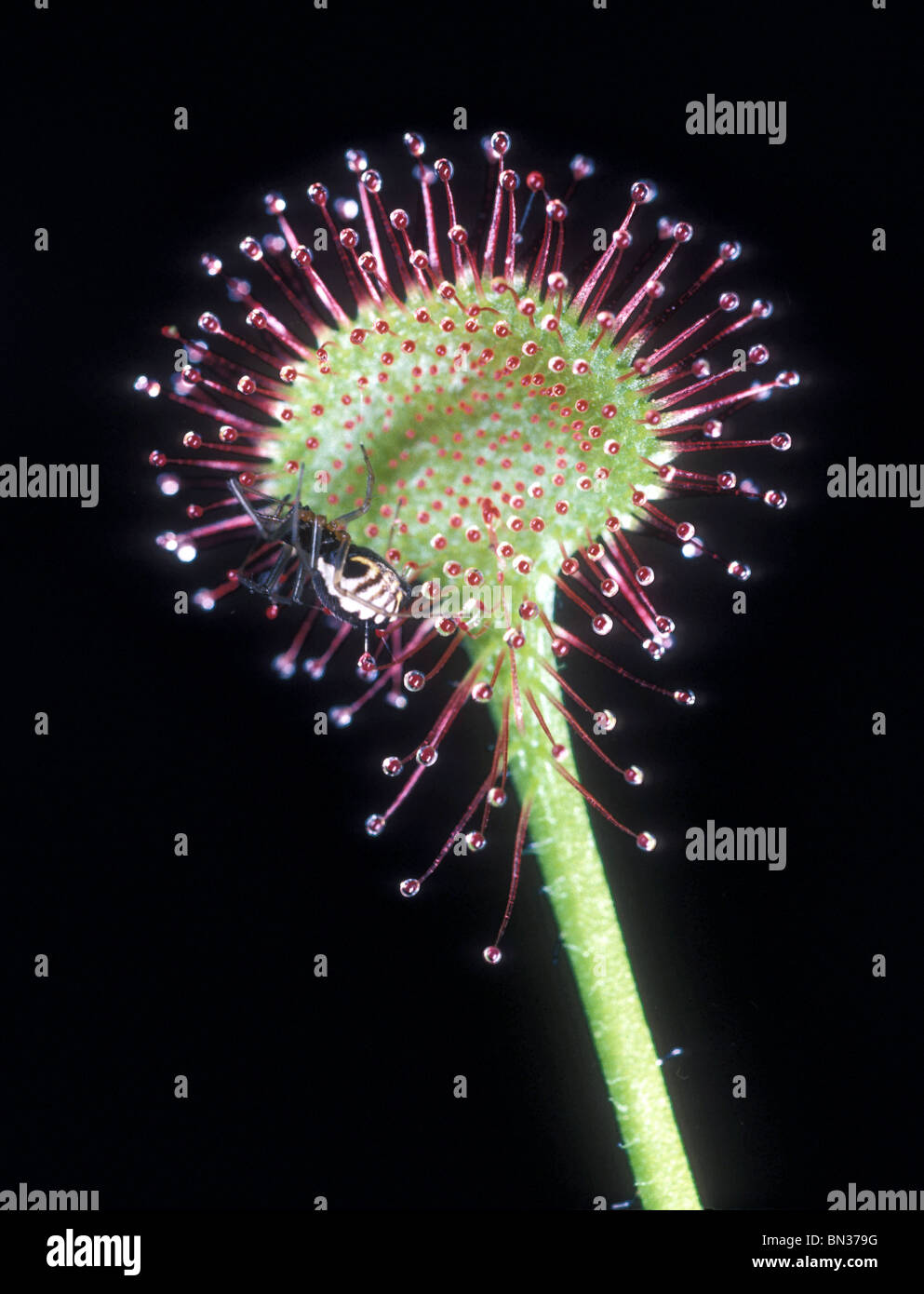 sundew plant with a captured spider Stock Photo