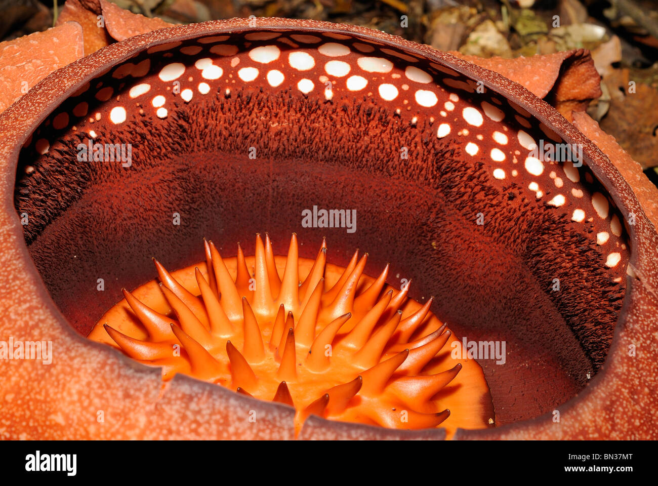 Rafflesia kerrii flower in Khao Sok National Park, Thailand Stock Photo