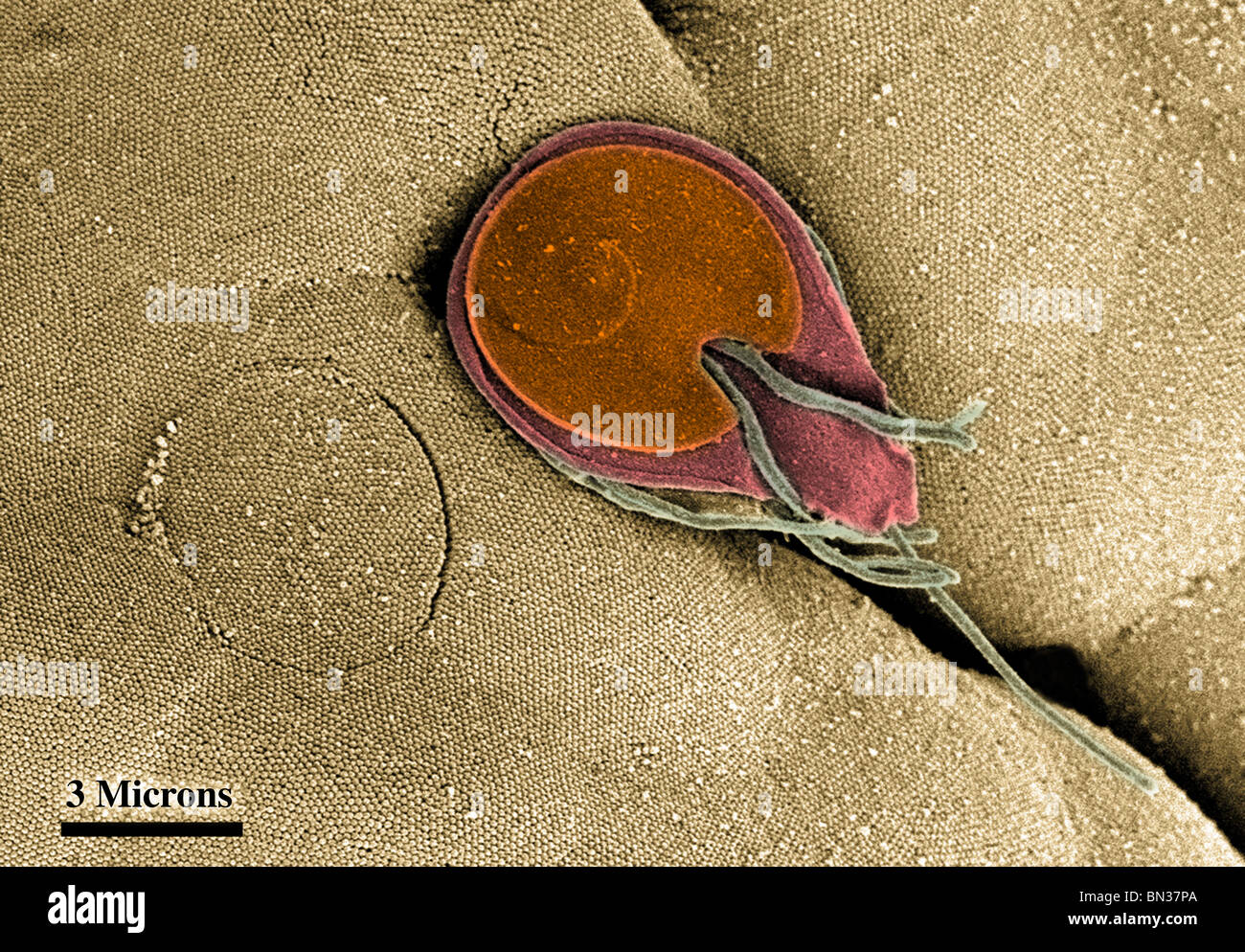 SEM of the ventral surface of a Giardia trophozoite Stock Photo