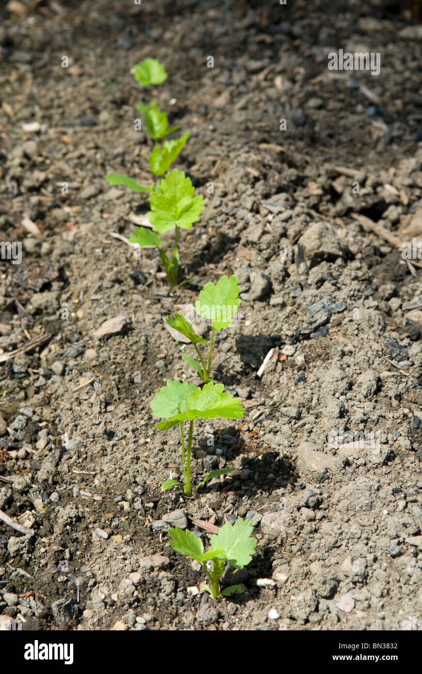 Parsnip Seedlings Pastinaca Sativa On An Allotment In South