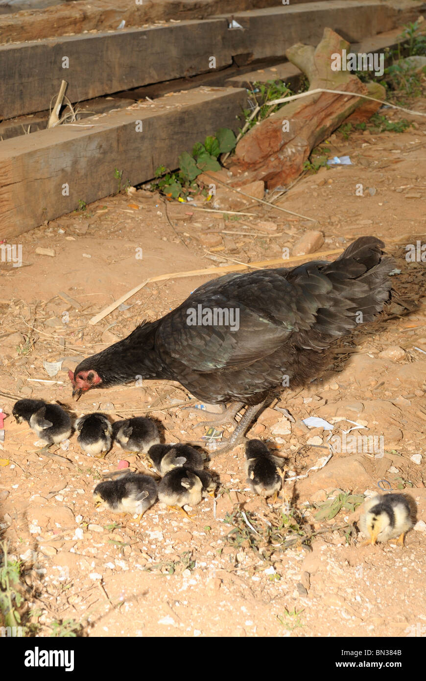 Hen with chicks pecking on dust near a house in Northern Thailand, Asia Stock Photo