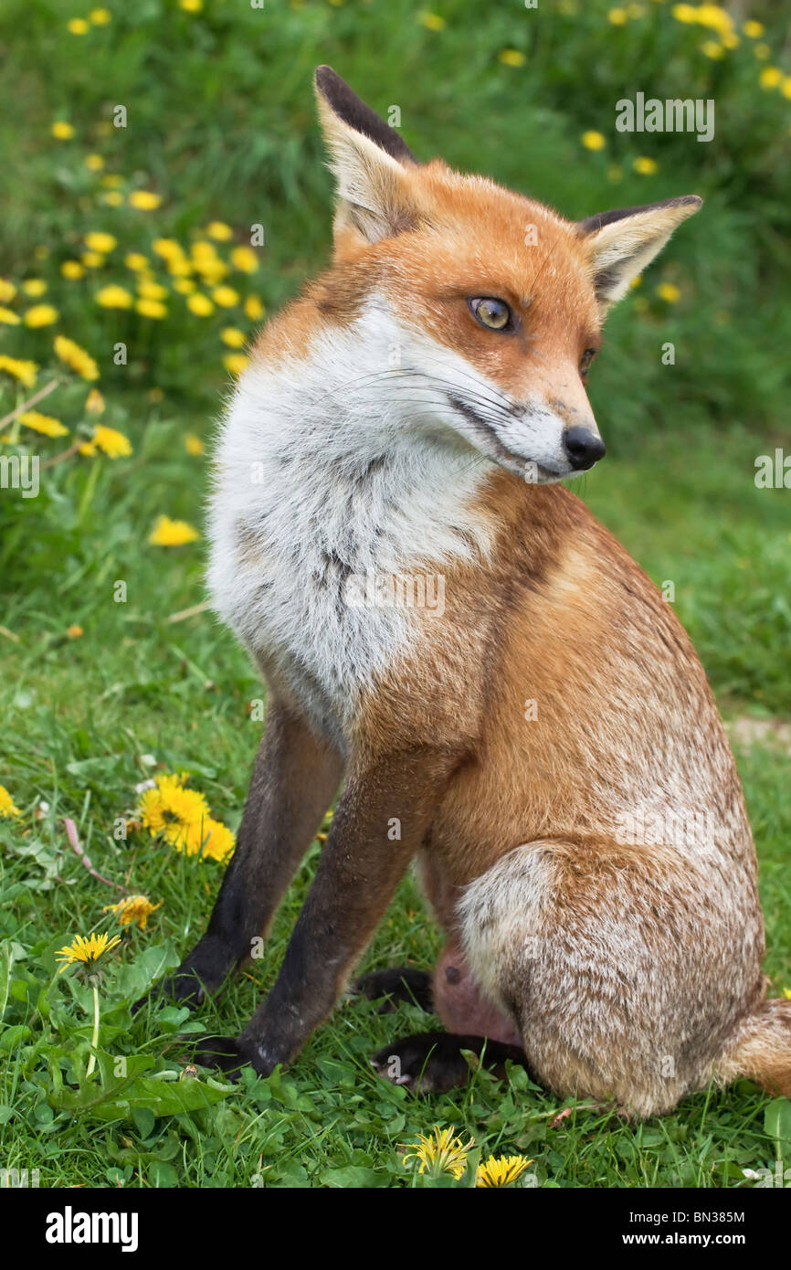 An adult suckling female Fox Stock Photo