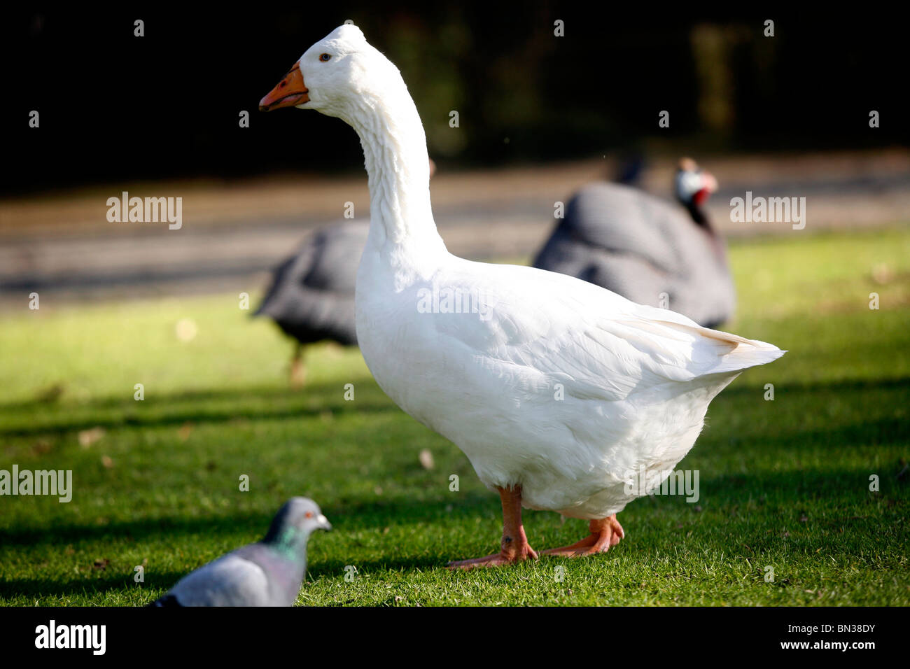 Geese Stock Photo