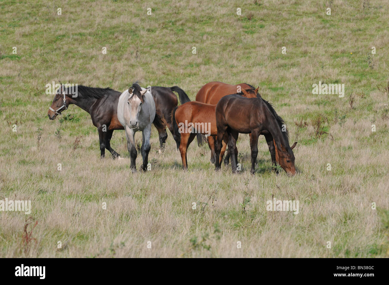 horse on meadow Stock Photo - Alamy