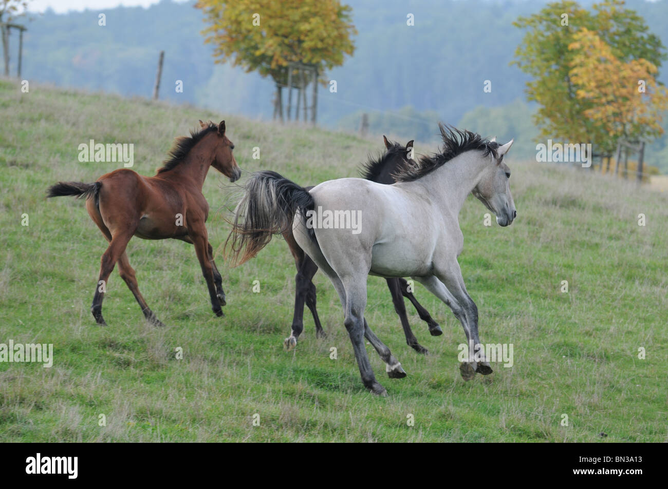 horse on meadow Stock Photo