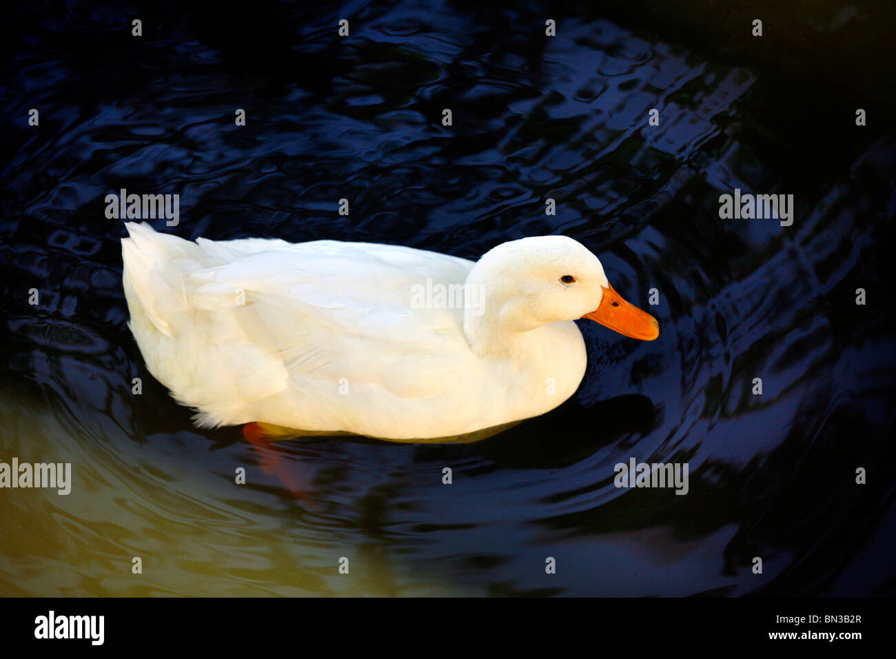 Duck Stock Photo