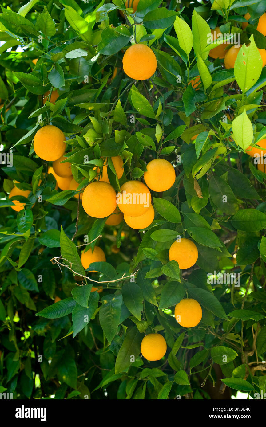 Ripe organic oranges hanging from an orange tree. Stock Photo