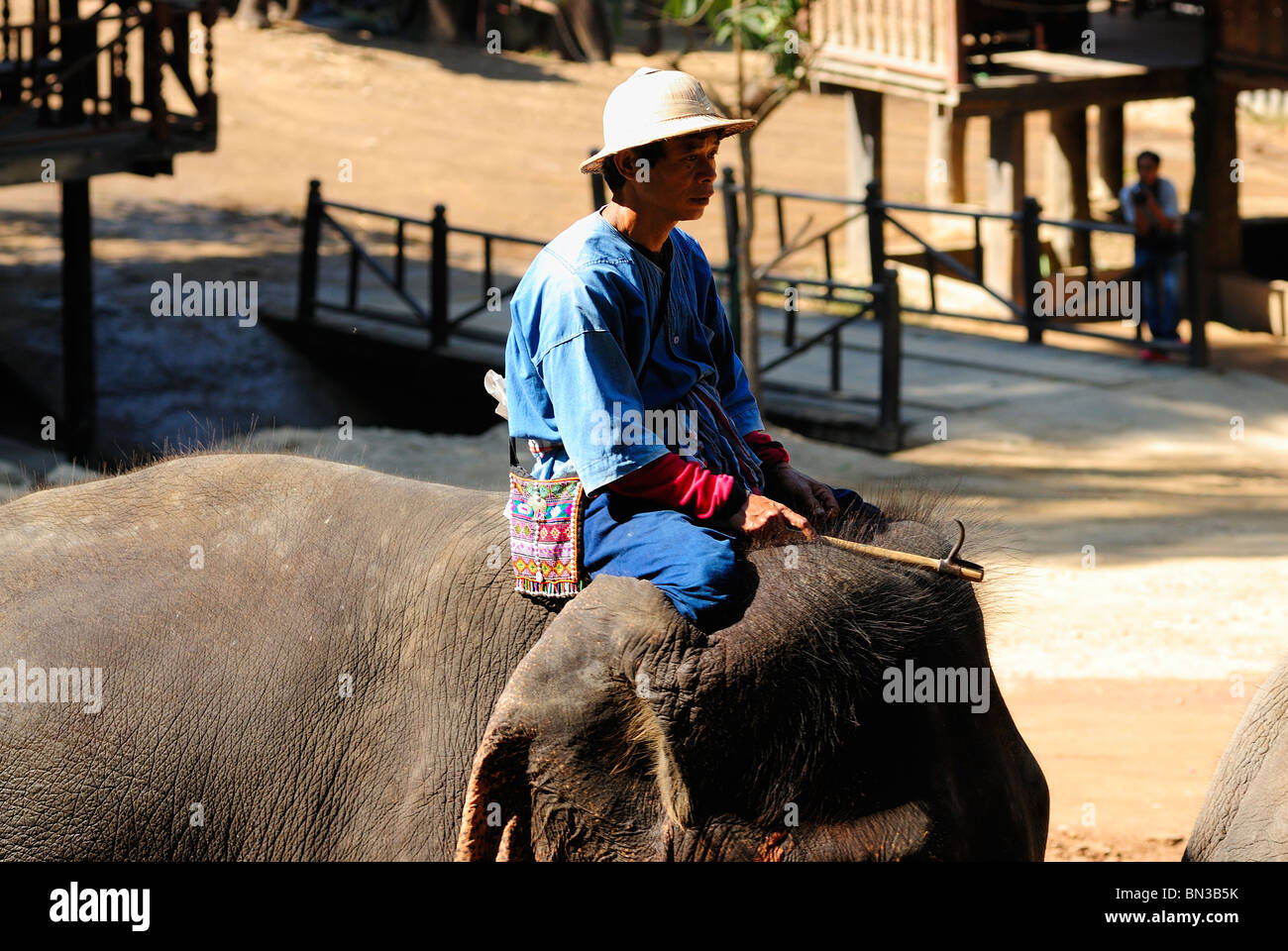 Elephant at the Maesa camp, Chiang Mai, Thailand, Southeast Asia Stock Photo