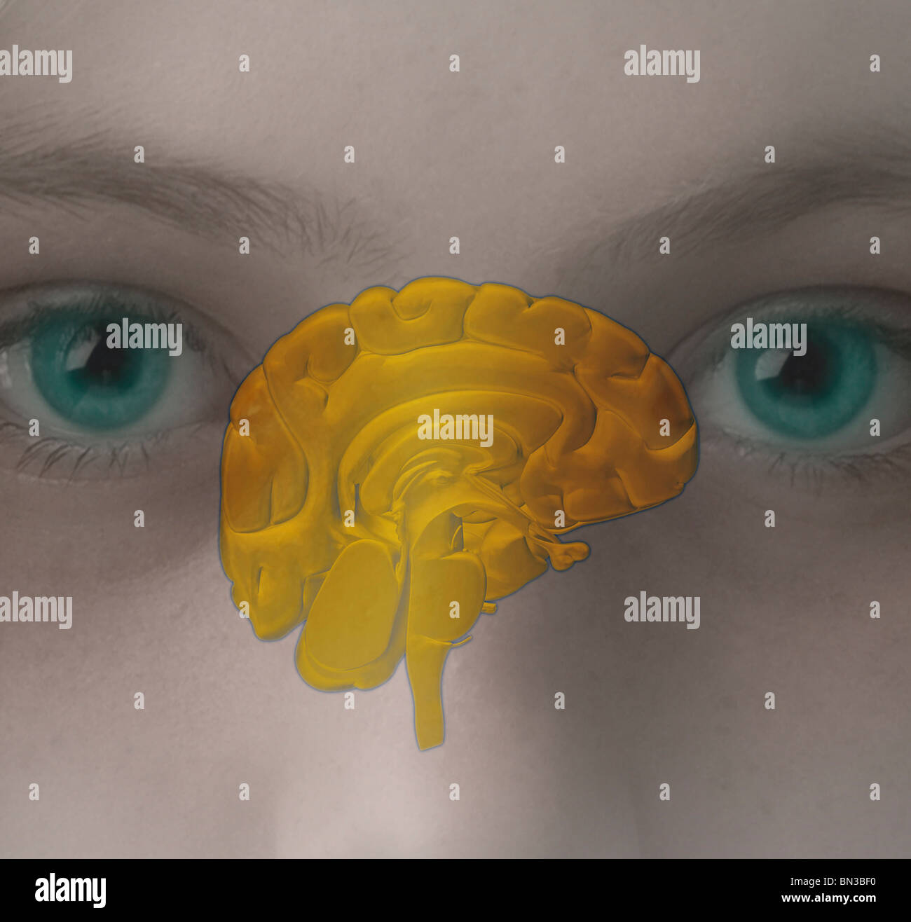 illustration of the human brain superimposed over the face of a girl Stock Photo
