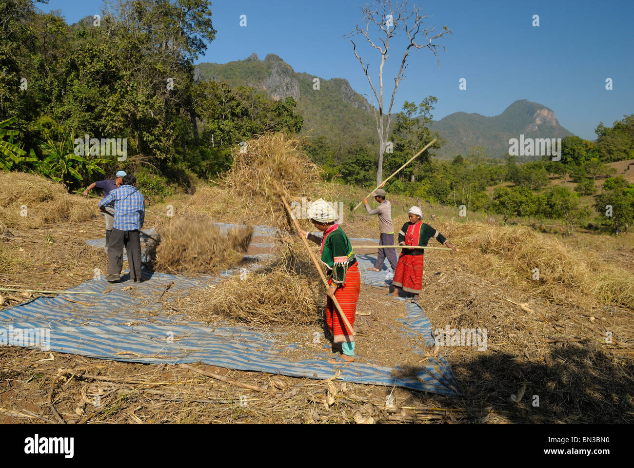 Lisu people harvesting fields near Dao city, hill tribe, near Chiang Mai, Thailand, Asia Stock Photo
