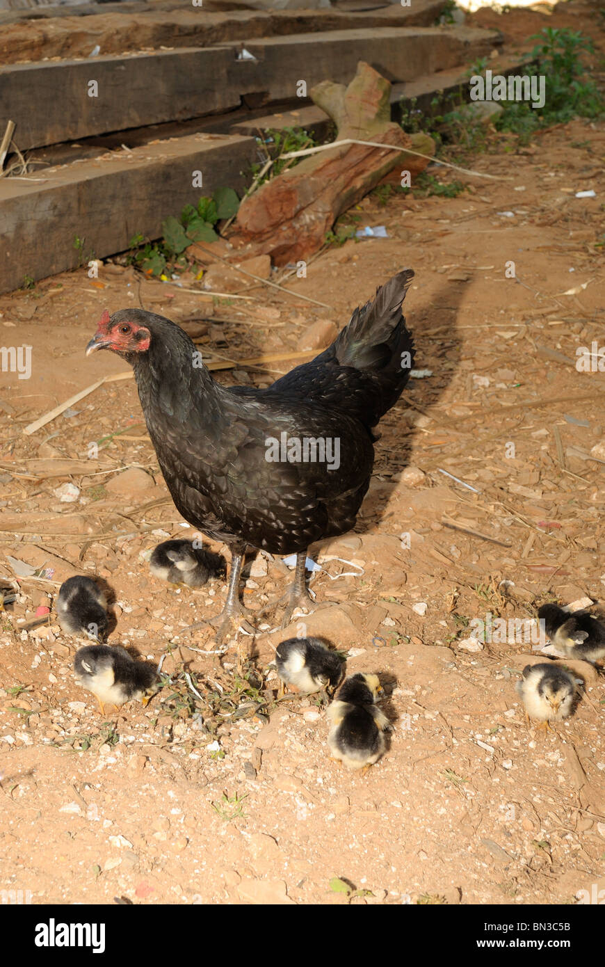 Hen with chicks pecking on dust near a house in Northern Thailand, Asia Stock Photo