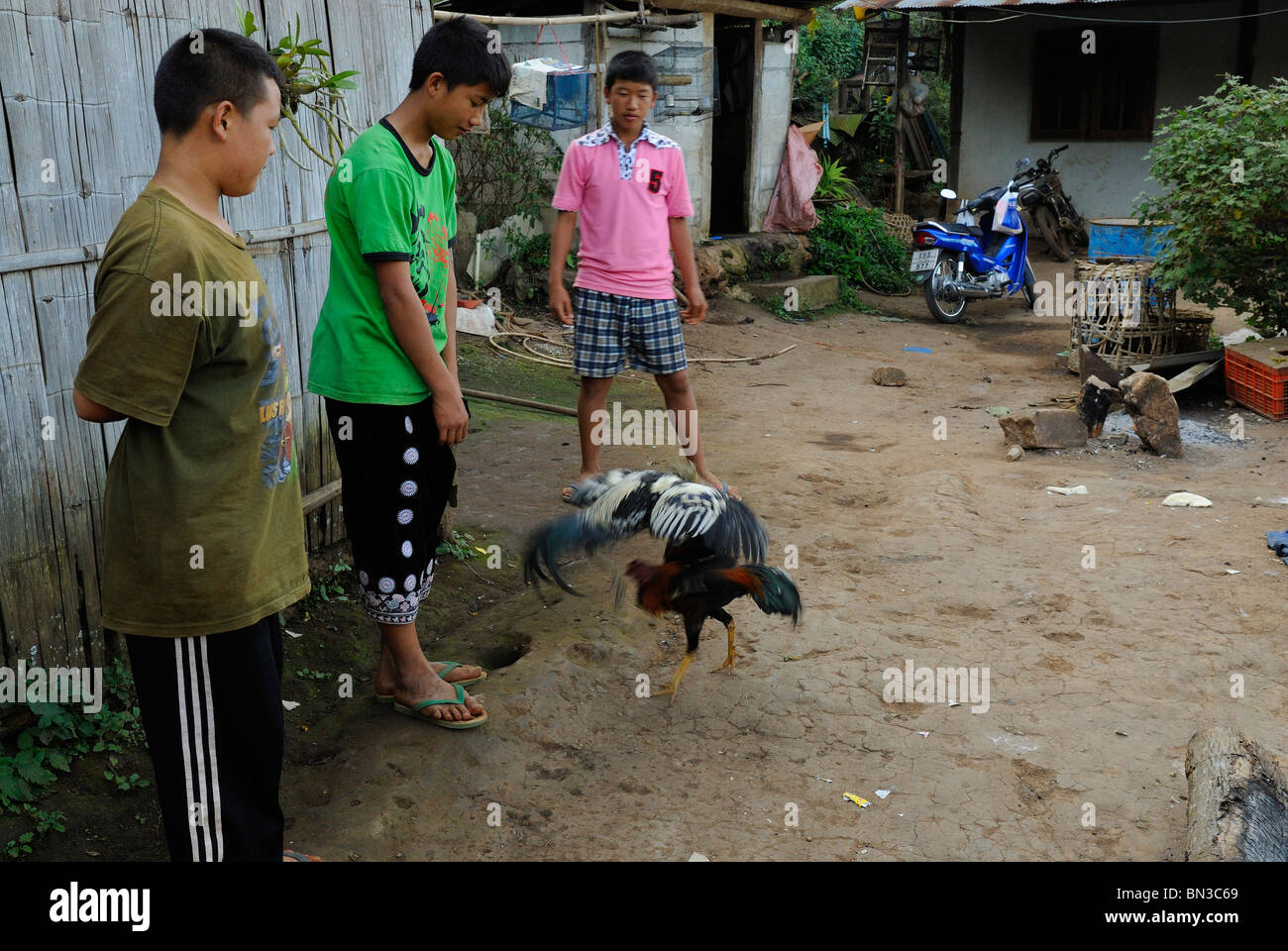 Hmong people during a cockfight in Ban Pha-nok-kok village, near Chiang Mai, Thailand, Asia Stock Photo
