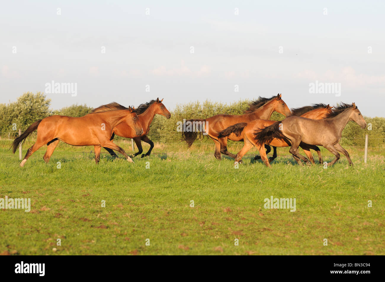 running herd of horses Stock Photo Alamy