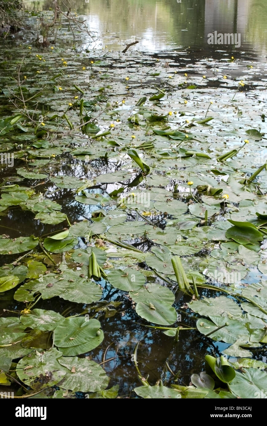 Yellow pond lilies growing out of river Lahn in Marburg (Germany) Stock Photo