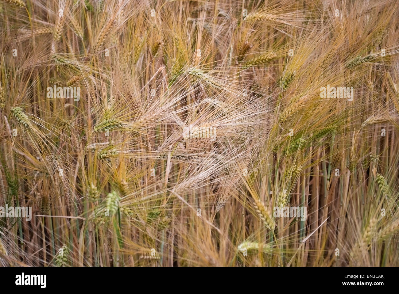 Landscape photograph of a durum wheat field in Giessen, Germany Stock Photo