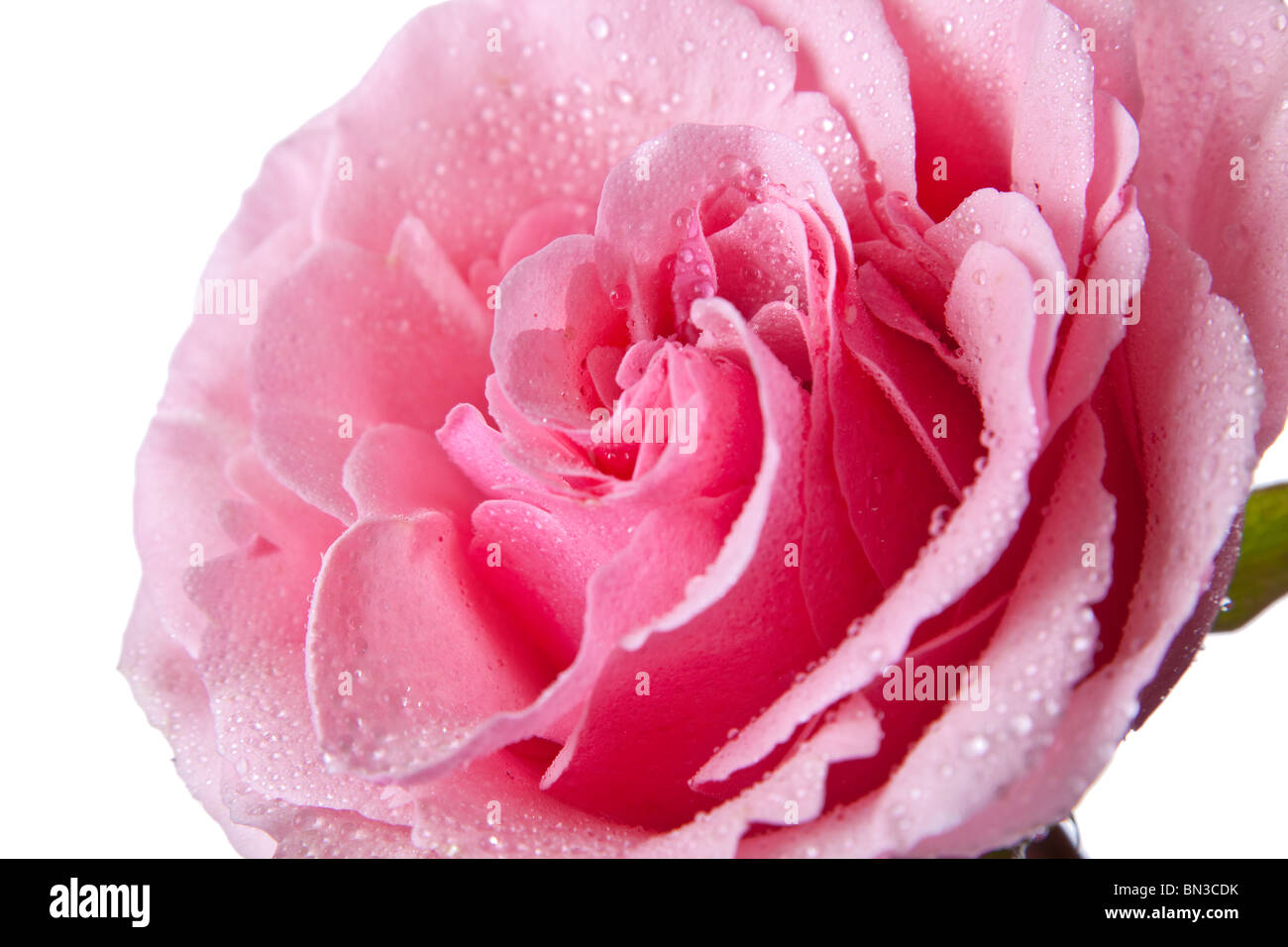 pink rose isolated on a white background Stock Photo - Alamy