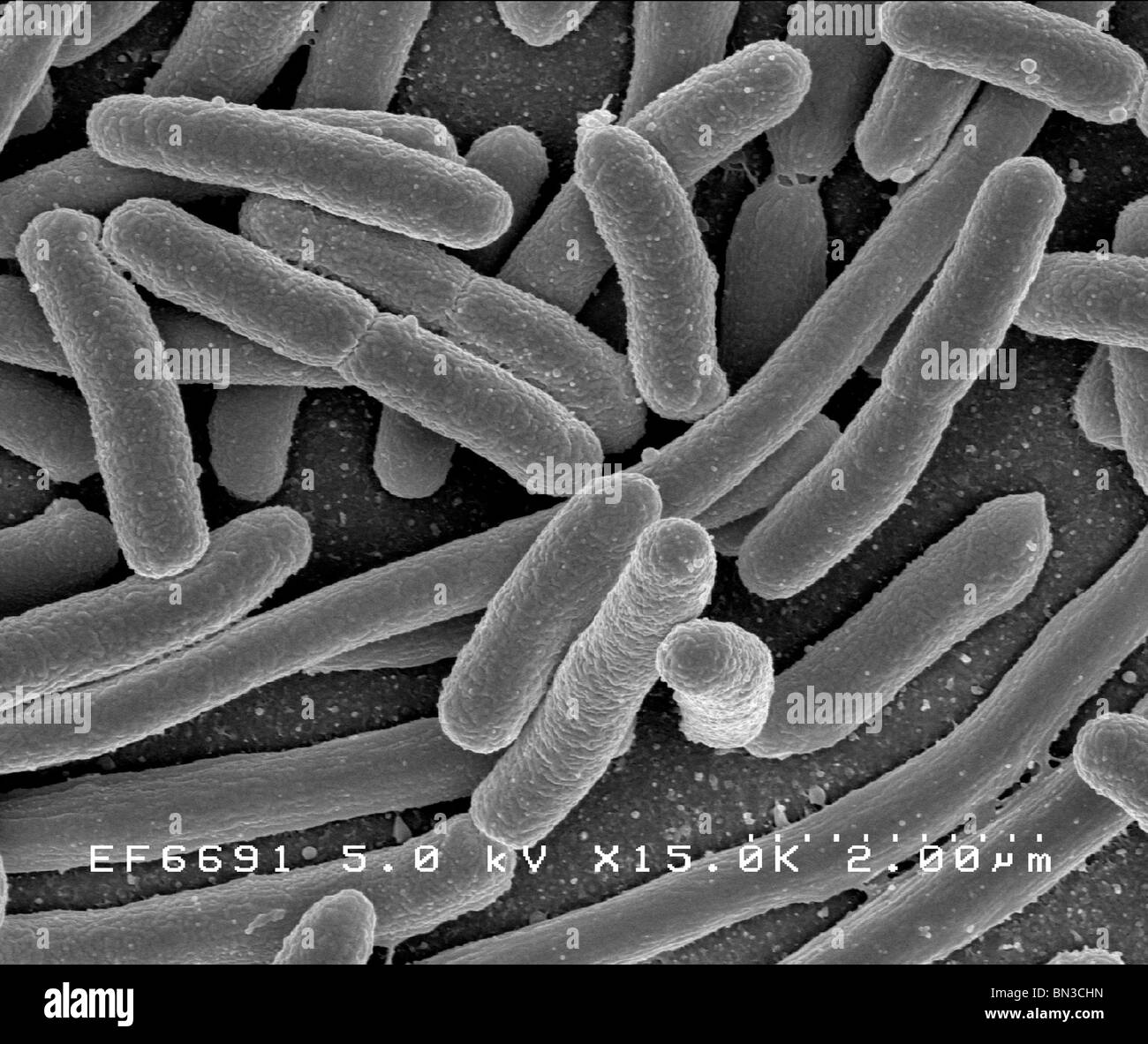 Scanning electron micrograph of Escherichia coli, grown in culture and adhered to a coverslip Stock Photo