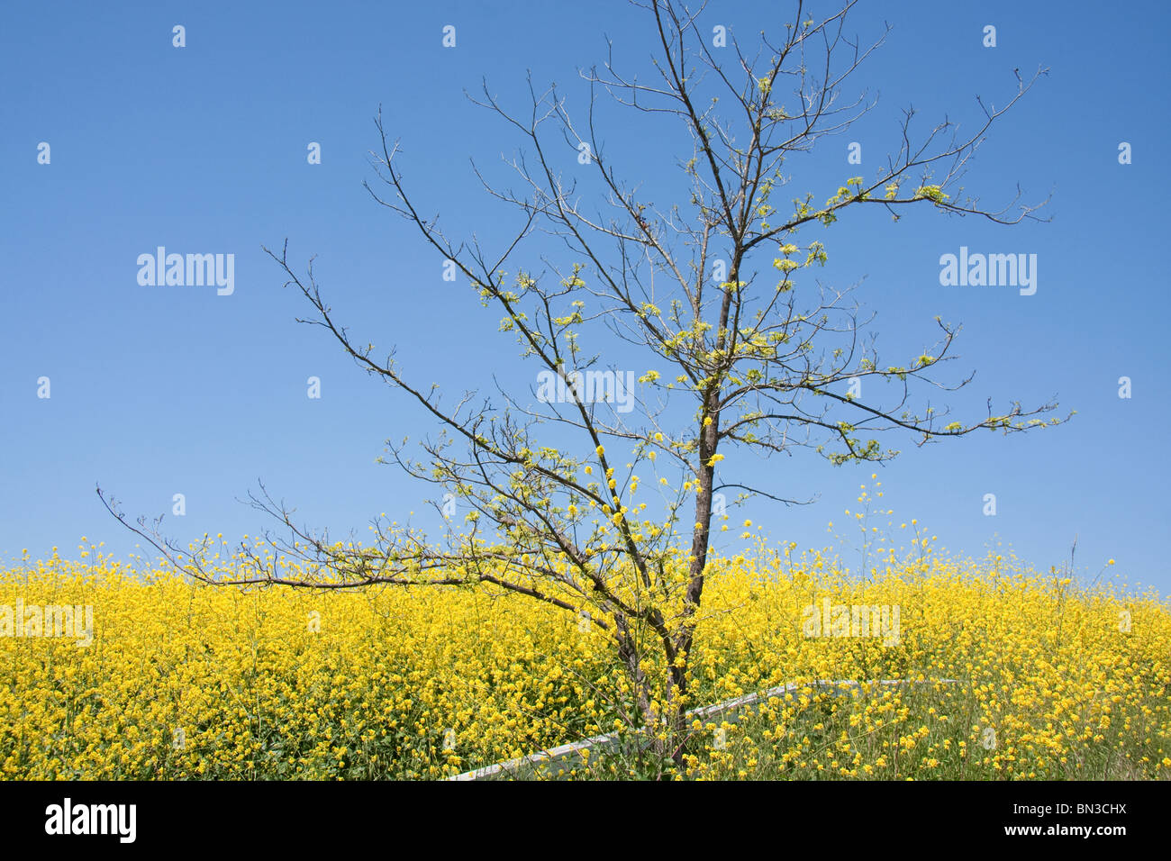 Yellow field with canola flowers and bare tree Stock Photo - Alamy