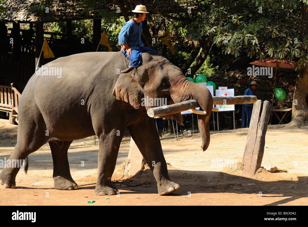 Elephant carrying man hires stock photography and images Alamy
