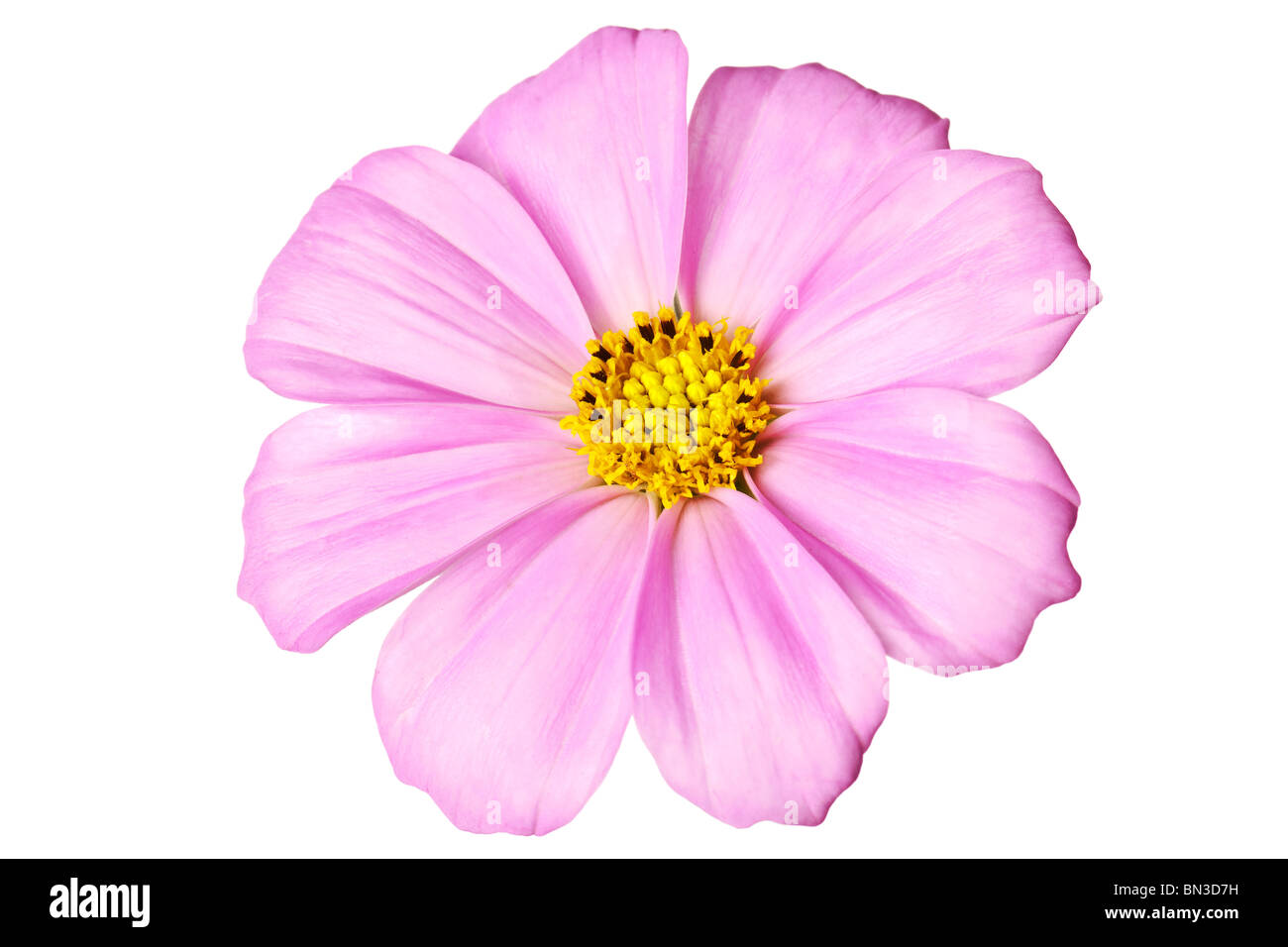 pink daisy isolated on a pure white background Stock Photo - Alamy
