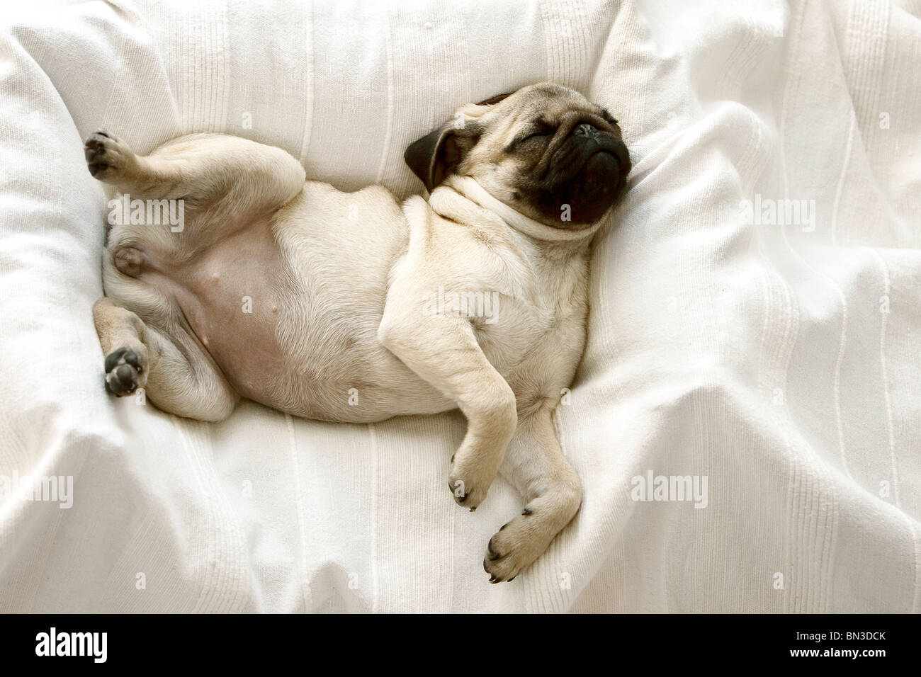 do pug puppies sleep a lot